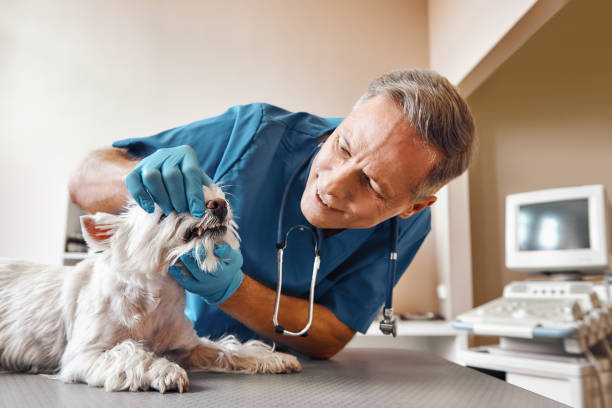 Best Same-Day Emergency Dentist in Folkston, GA